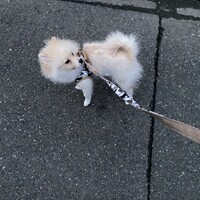 こめ