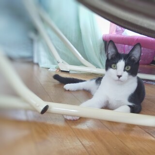 猫じゃらし大好き♡かわいい8か月男の子