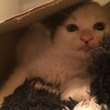 【急募】1ヶ月半のメスの仔猫ちゃん！里親募集！