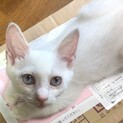 トライアル決定　目の色が個性的な女の子
