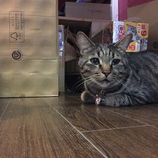 癒し系らんくん