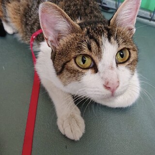 間一髪！救われた三毛ちゃん１歳