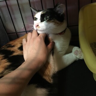 甘えん坊のみかん