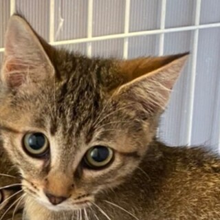 とても大人しいまいちゃん