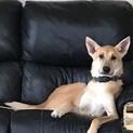 時間ありません。飼い主放棄兄妹、兄のキキくん
