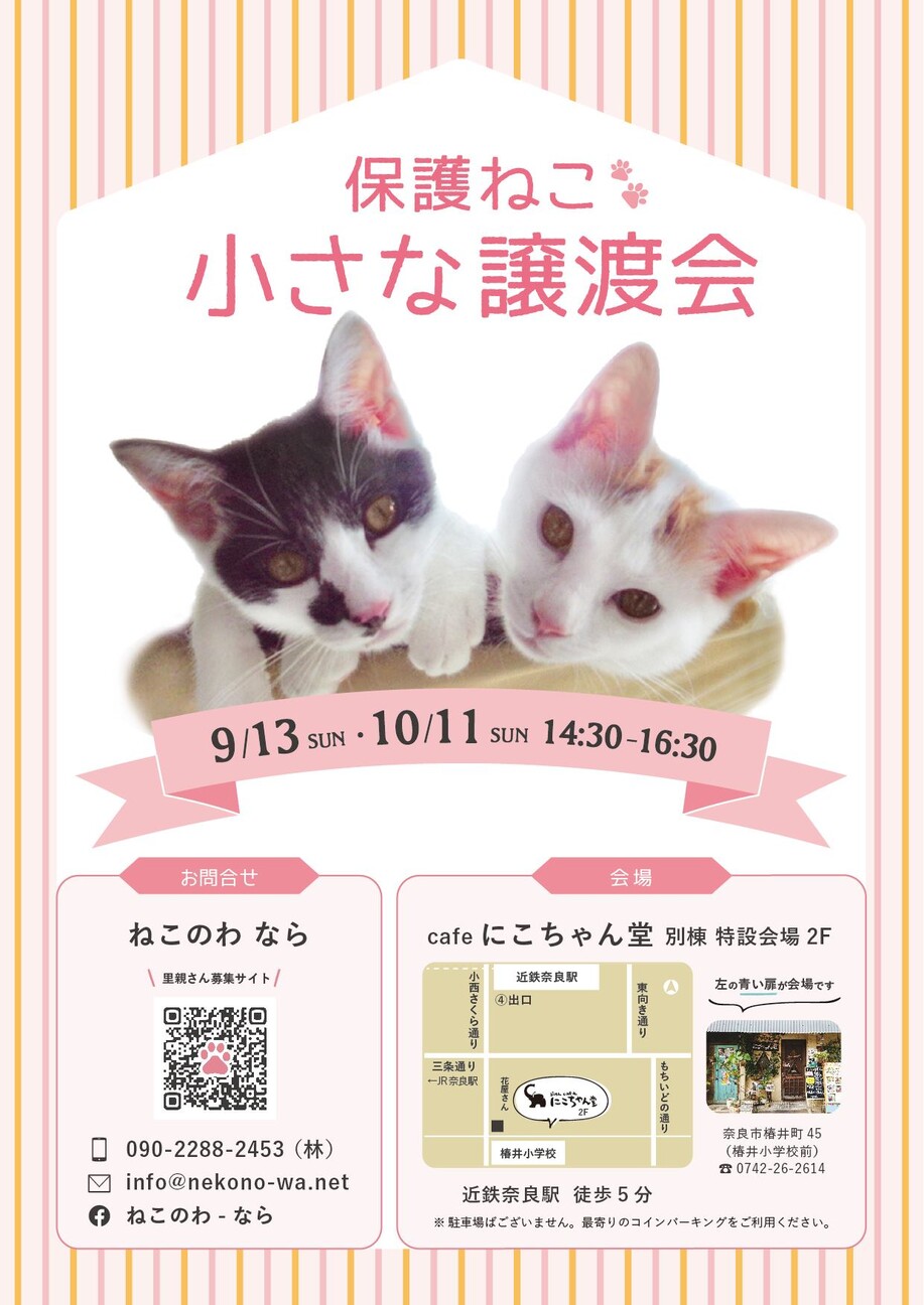 保護ねこ 小さな譲渡会 ねこのわ なら 林 映子 のイベント ペットのおうち 月間利用者150万人
