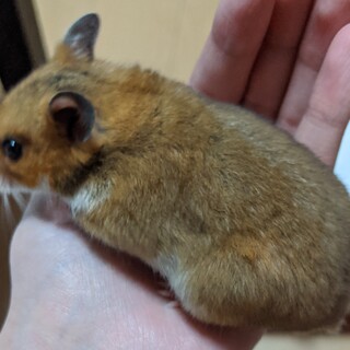 ハムスター3か月