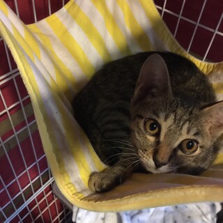 お目目クリクリな甘えん坊もみじちゃん