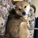 [応募多数の為終了中！]2歳豆柴(血統書付)男の子
