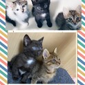 ７月の終わり生まれ。1ヵ月なりたて。３匹の子猫