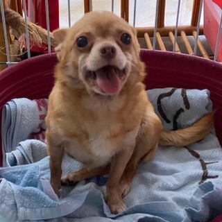 幸せにしてくださる家族をお待ちしています。