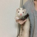 男の子のフェレット  