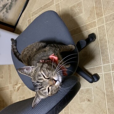サバトラのサクちゃんです