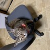 サバトラのサクちゃんです