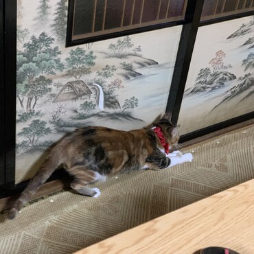 三毛猫のゆずです