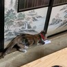 三毛猫のゆずです