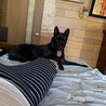 甲斐犬のルナです