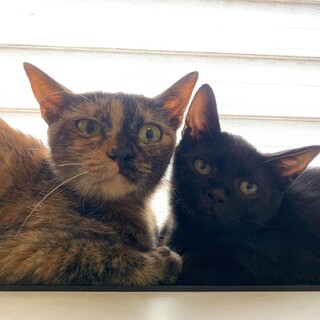 【世界一かわいい母娘】生後4ヶ月クロ＆１歳前後サビ