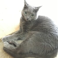 チェリー
