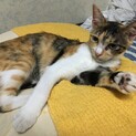 甘えん坊　ミケちゃん