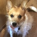 活発で元気いっぱい！人が大好き！（外飼い不可）