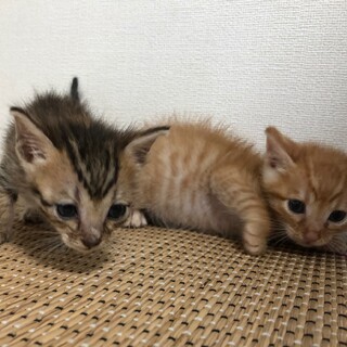 見学歓迎　茶トラ♂キジトラ♀兄弟猫