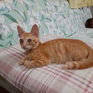 子猫をよろしくお願いします。