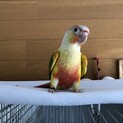 ウロコインコの里親募集です