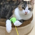 甘えたで懐こい　三毛猫の美亜ちゃん♪