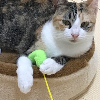 甘えたで懐こい　三毛猫の美亜ちゃん♪