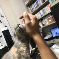 合歓