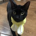 甘えん坊で人懐っこい黒猫です