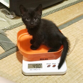 黒猫　子猫　７月２８日生　生後約１ヶ月半