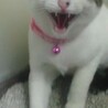 ゆきちゃん保護時