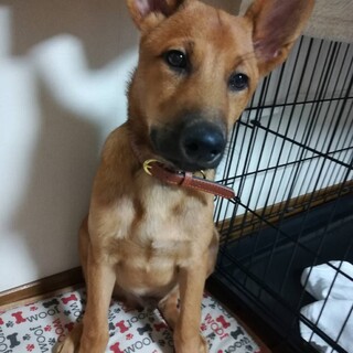 とってもキュートな虎太郎君