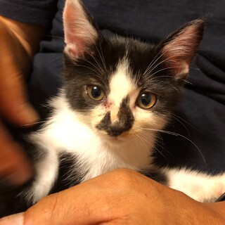 子猫の里親になってくださる方募集。生後３~４週間