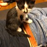 子猫の里親になってくださる方募集。生後３~４週間 サムネイル2