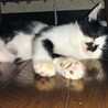 子猫の里親になってくださる方募集。生後３~４週間 サムネイル3