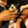 子猫の里親になってくださる方募集。生後３~４週間 サムネイル4