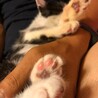 子猫の里親になってくださる方募集。生後３~４週間 サムネイル5