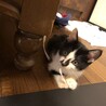 子猫の里親になってくださる方募集。生後３~４週間 サムネイル6