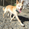 美犬♡マドンナちゃん♡