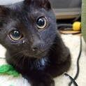 やまはちゃん、里親さま決定です