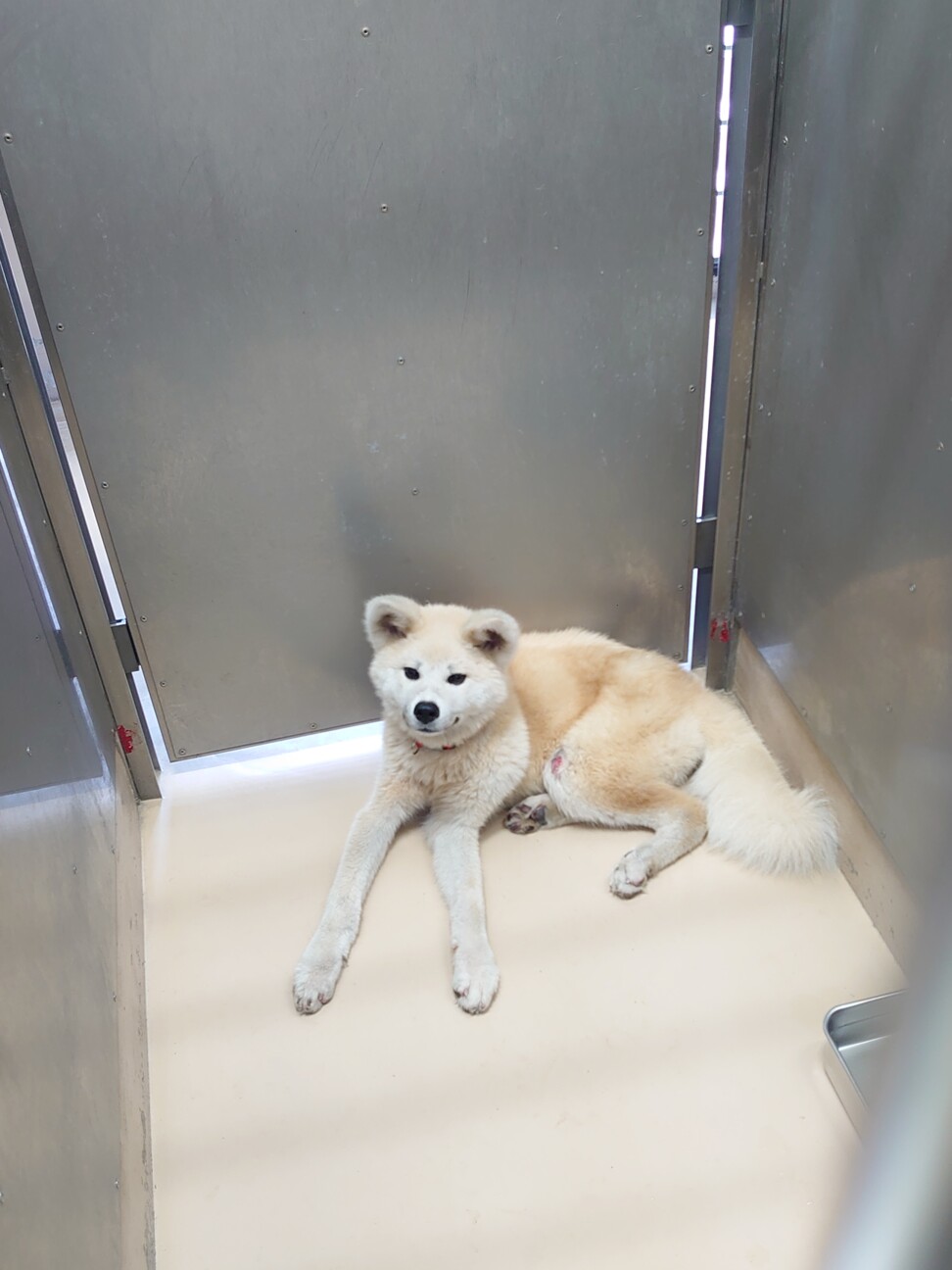 助けてください 秋田犬 香川県 犬の里親募集 ペットのおうち 月間利用者150万人