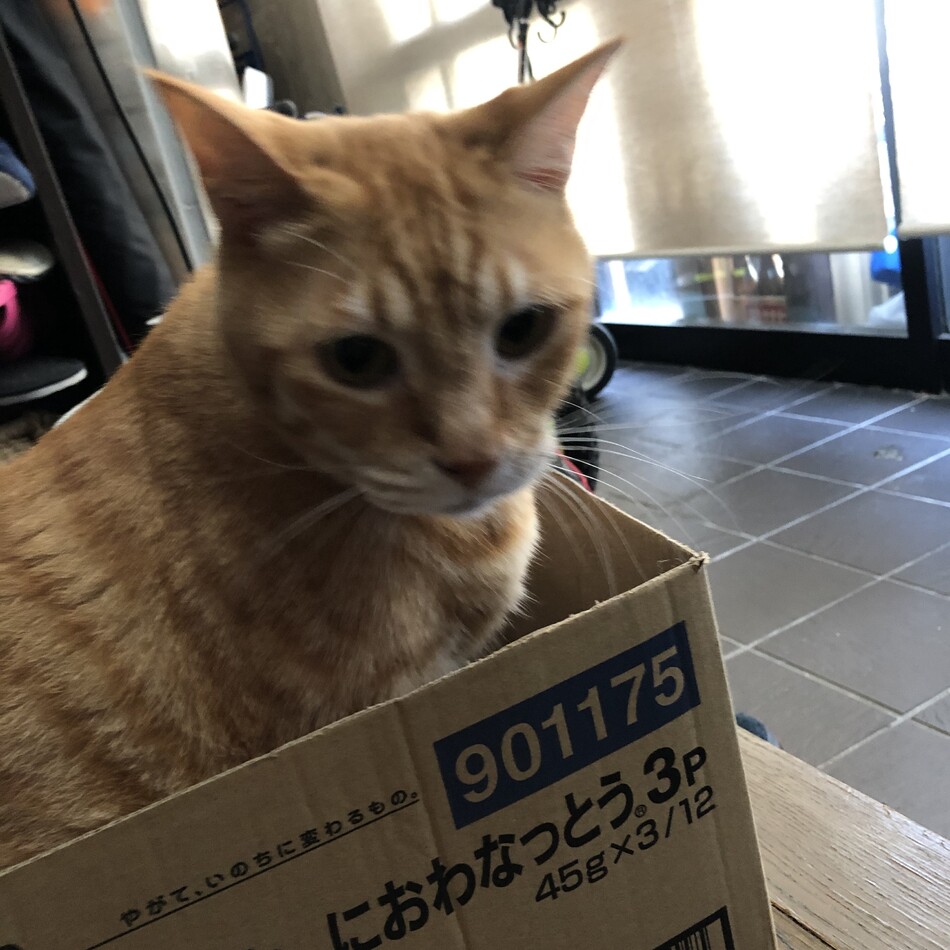とらのカバー写真