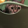 の写真