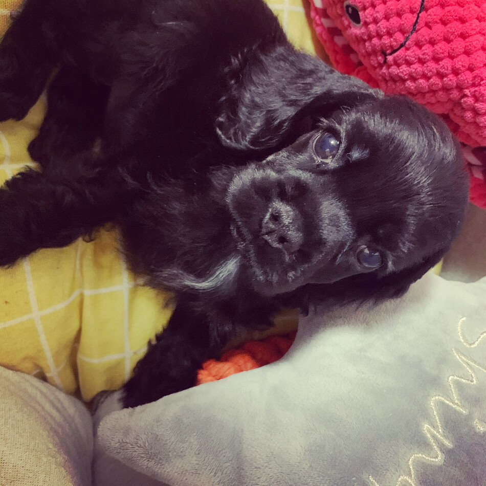 あずきのカバー写真