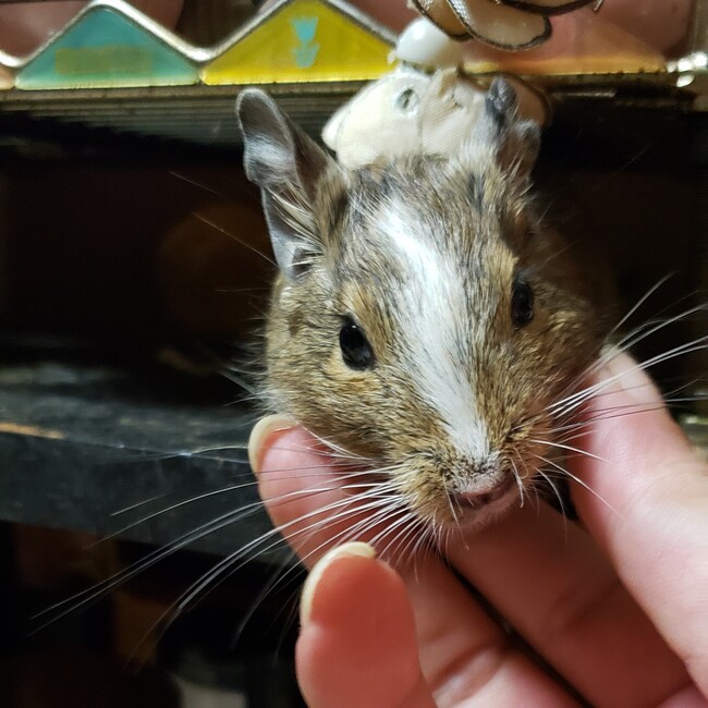 ティアンのカバー写真