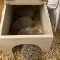 ハリネズミの子供生後約1ヶ月