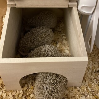ハリネズミの子供生後約1ヶ月